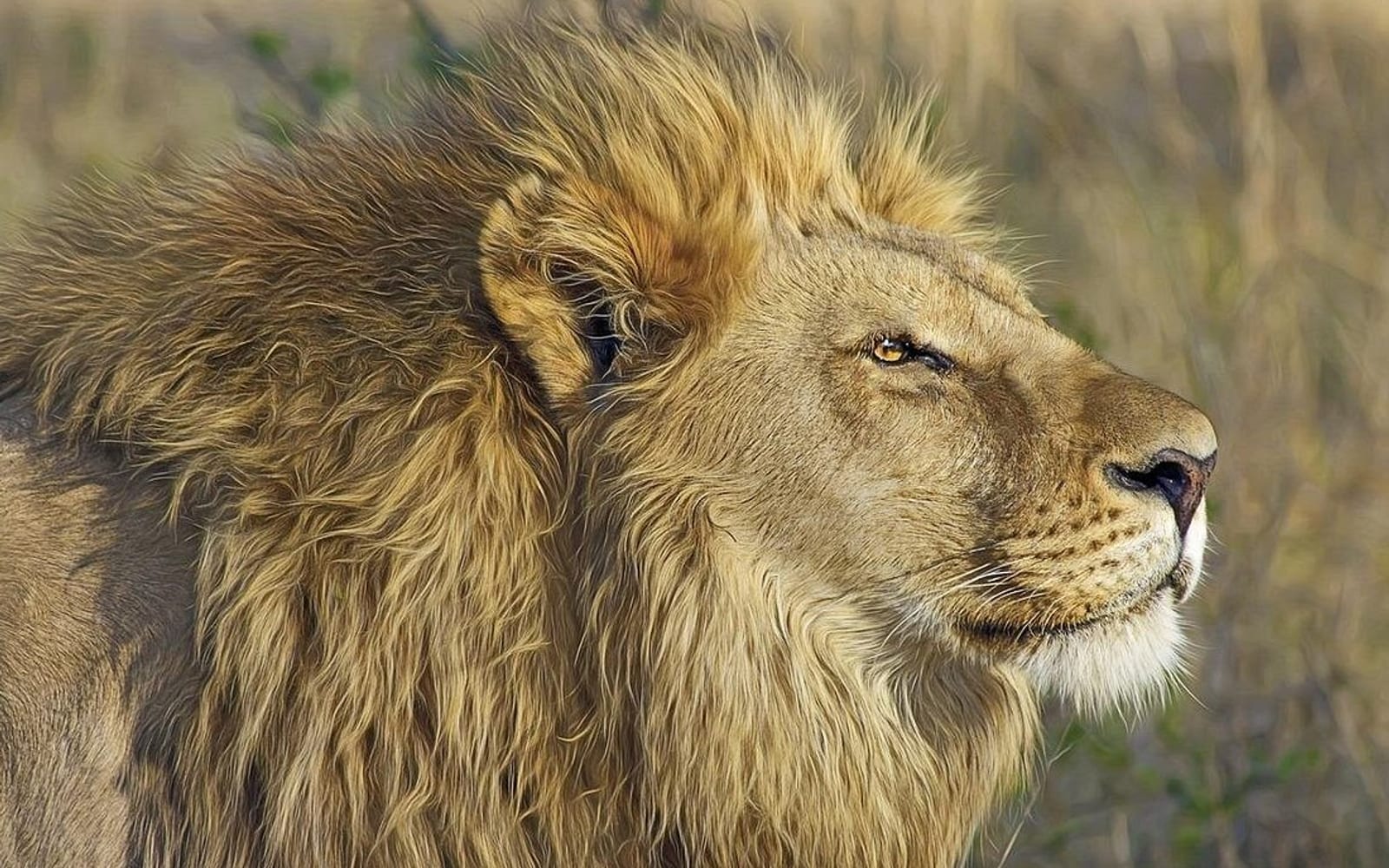 Lion du Senegal